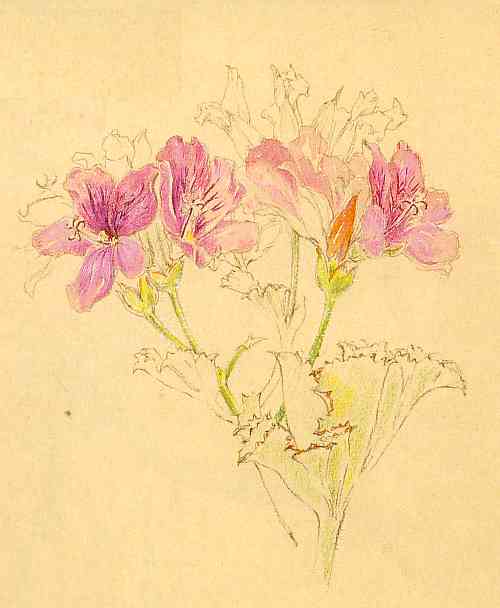 Pelargonium cucullatum by Liz McMahon. From "A Fynbos Year by Liz McMahon and Michael Fraser