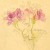 Pelargonium cucullatum by Liz McMahon. From "A Fynbos Year by Liz McMahon and Michael Fraser Pelargonium cucullatum by Liz McMahon. From "A Fynbos Year by Liz McMahon and Michael Fraser