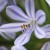 Agapanthus. Photo by Tony McGregor Agapanthus. Photo by Tony McGregor