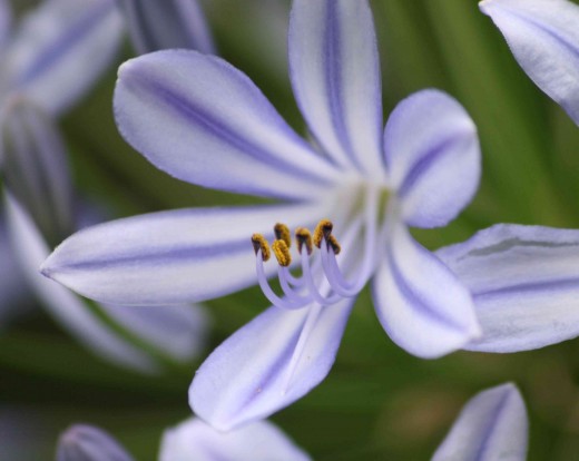 Agapanthus. Photo by Tony McGregor