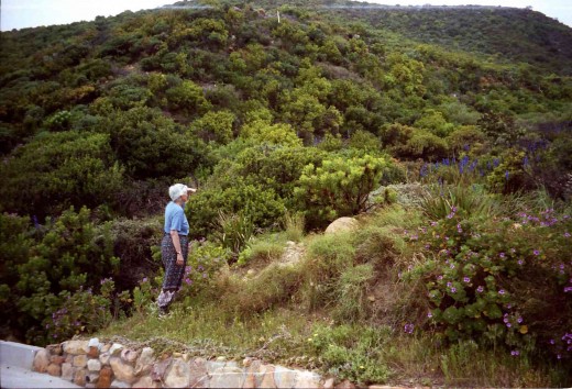 A typical coastal fynbos landscape on the road from Gordon's Bay to Betty's Bay on the Cape south coast. Photo by Tony McGregor