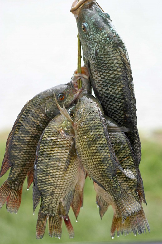 Tilapia is almost every where now. Notice how clear and bright the fishes eyes are in this photo. 