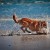 http://www.flickr.com/photos/arcticpuppy/4584446317/sizes/z/in/photostream/ http://www.flickr.com/photos/arcticpuppy/4584446317/sizes/z/in/photostream/