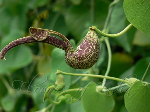 Dutchman's pipe