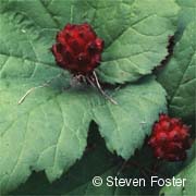The goldenseal plant