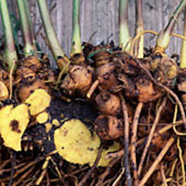 Goldenseal Roots are used in tincture and powder forms, or blended into a salve. 