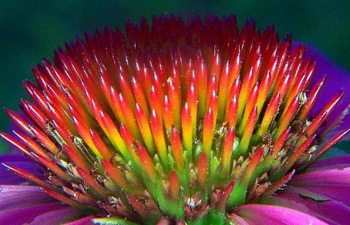 A close look at the seed head of an echinacea flower