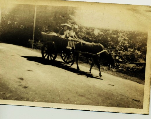 Ox Cart in Philippines during World War II