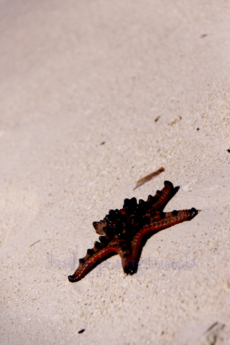 starfish at the beach