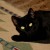 Handsome is one of our feline leukemia positive boys who has a GREAT life with his roomies, Barney, BobCat and Baddy Handsome is one of our feline leukemia positive boys who has a GREAT life with his roomies, Barney, BobCat and Baddy