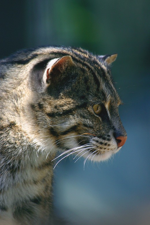 Bornean Clouded Leopards Could Become Endangered