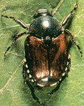 The Japanese Beetle: Everything you Wanted to Know