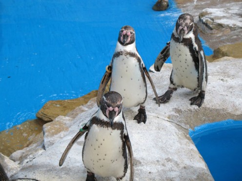 Put the freeze on crooks! Courtesy http://www.publicdomainpictures.net/view-image.php?image=127&picture=three-penquins