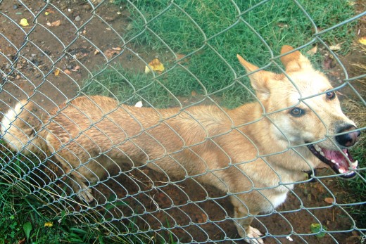 I put Busa outside this morning before work without checking the weather.  Unfortunately, it came a nice hard rain today and Busa got soaked.  She was not a happy camper when I got back home. 