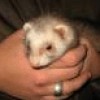 FerretsCare profile image