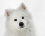 Don't forget to prepare your pets for the winter.