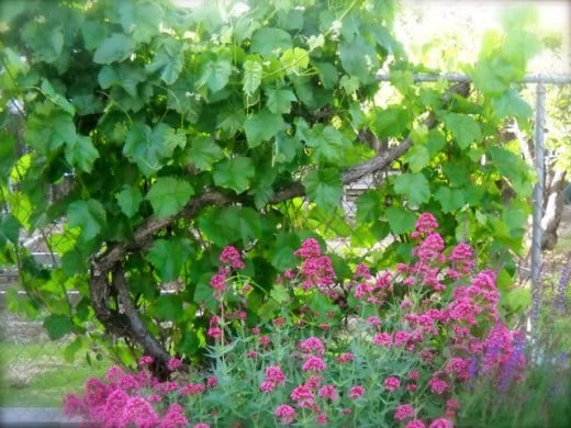 Grapes on the fence make a beautiful backdrop for flowers.