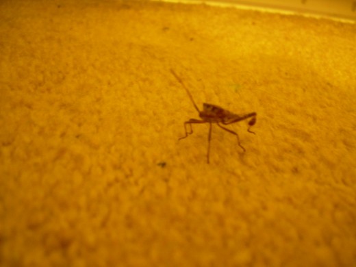 cricket walking on our bedroom rug