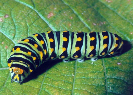 Caterpillar will transform into a beautiful butterfly