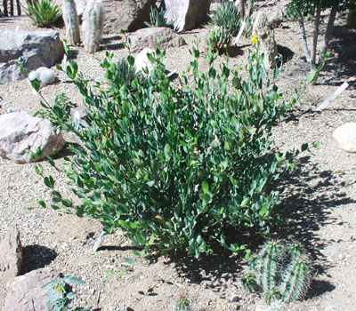 Young Jojoba Plant