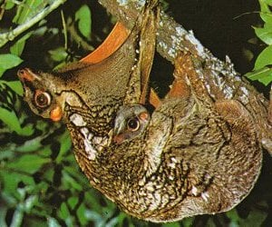 Mother Colugo carry their offspring on their belly as they hang from branches.