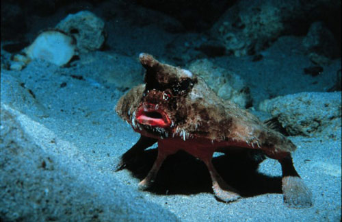 The Starry Batfish, more often then not, walks on its leg-like fins across the ocean floor.