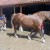 Suffolk Punch mother and 3 day old foal at Easton Farm Park