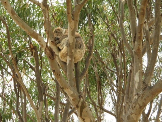 A Koala having a nice sleep in a Gum Tree.... 