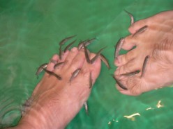 The Garra Rufa doctor fish are a Royal Spa attraction in Tenerife resorts