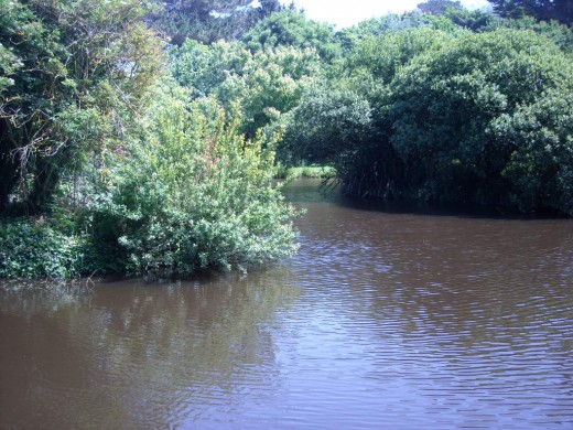 The Old Lake That Charlie Built