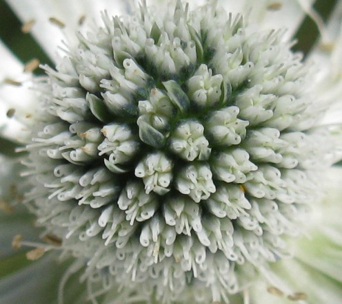 Mexican Thistle - Eryngium lemmonii wild Flower, Silver White detail Family: Apiaceae Chiricahua Mountain eryngo,