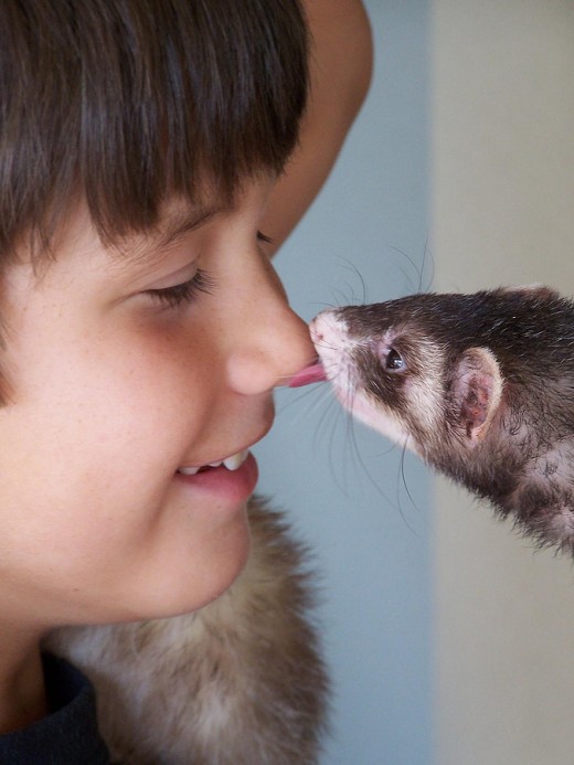 Older children and ferrets get along well! 
