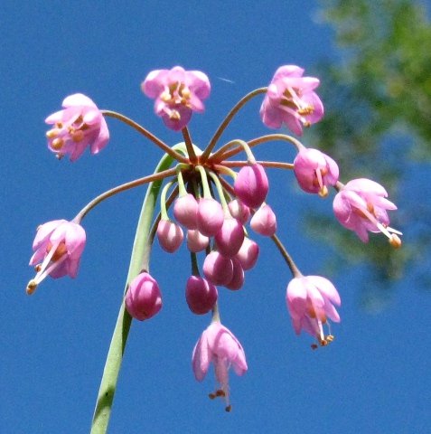 Flower, pink, hanging 'bells'