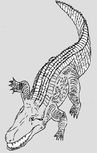 Reptiles for Kids Coloring Pages Free Colouring Pictures to Print  - Alligator