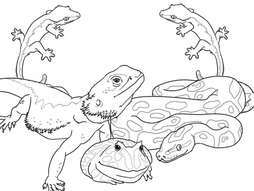 Reptiles for Kids Coloring Pages Free Colouring Pictures to Print  -  Iguana, Alligator, Geckos