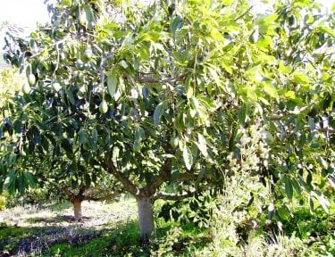 An Avocado tree in Andalusia, Southern Spain