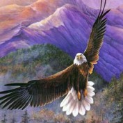 Shilo  Eagle profile image