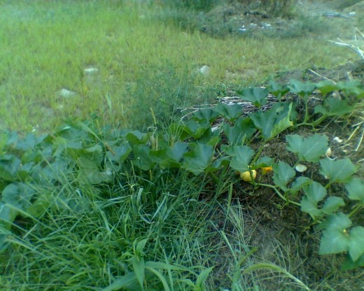Pumpkin patch growing out of a compost pile