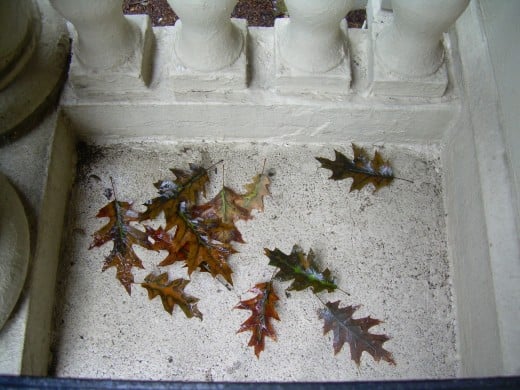 Dried oak leaves on a balcony