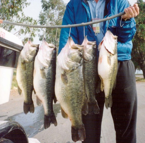Nice string of large mouth bass. 