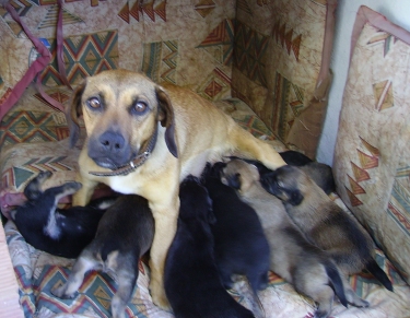 Eight Tits and Nine Puppies!