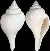 A typical and rare white conch shell