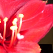 bocastle profile image