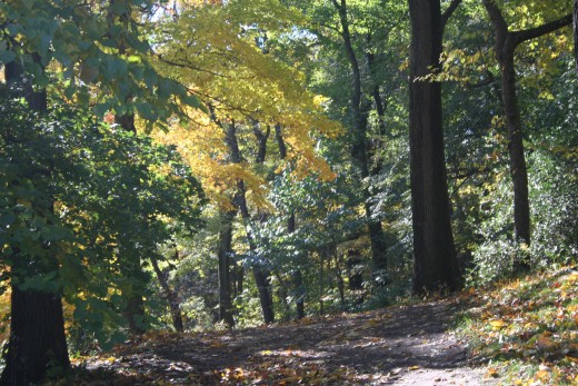 Wooded Path at the Arnold Arboretum in JP, MA.