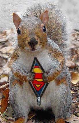 Will someone tell the squirrel the Halloween costume goes on the OUTSIDE!