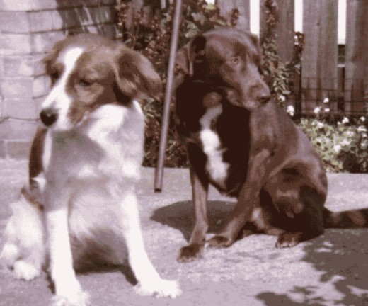 Benny on the left may look cute but it was Drupi on the right who was a sweetheart. Their doggie body language says it all
