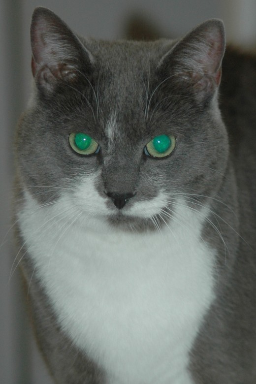 A beautiful grey and white cat adopted from a local shelter.