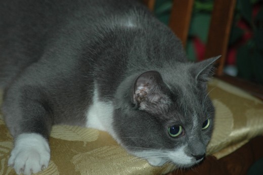 A beautiful grey and white cat is suspicious of her new home.