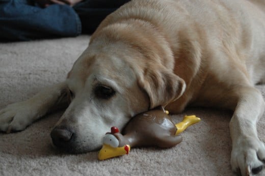 Golden Lab with rubber chicken.