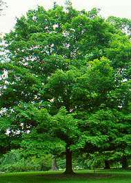Rock Maple Tree